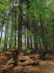 Chemin - Bayerischerwald