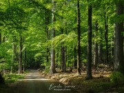 Chemin - Bayerischerwald
