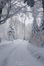 Chemin - Bayerischerwald