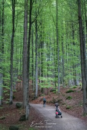 Chemin - Bayerischerwald