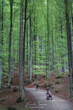 Chemin - Bayerischerwald