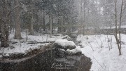 Enclos des loutres - Bayerischerwald