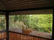 Enclos des lynx - Bayerischerwald