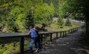 Enclos des ours - Bayerischerwald