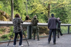 Enclos des ours - Bayerischerwald