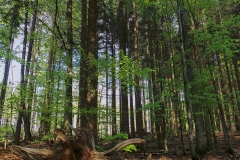 Chemin - Bayerischerwald