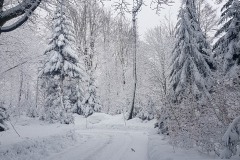 Chemin - Bayerischerwald