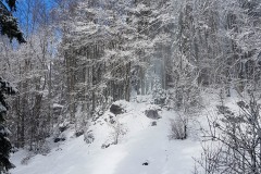 Enclos des lynx - Bayerischerwald