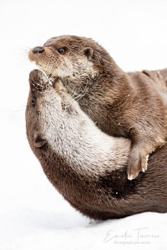 Calin banane