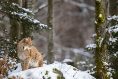 Surveiller ses arrières