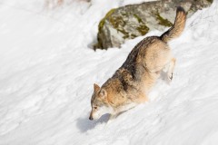 Descente du loup