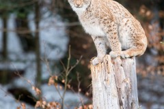 Chat perché