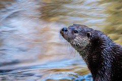 Loutre pensive