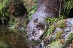 Loutre