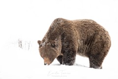 Alone in the snow