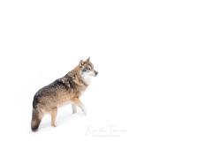 Snow wolf