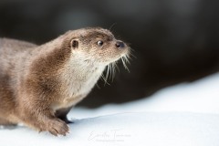 Loutre dans la neige