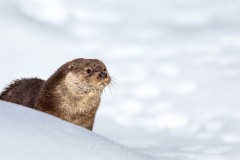 Loutre dans la neige