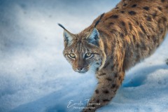 Lynx dans la neige