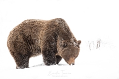 Alone in the snow