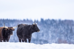 Aurochs ô désespoir