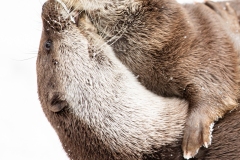 Calin banane