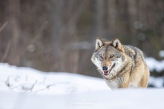 Canis lupus