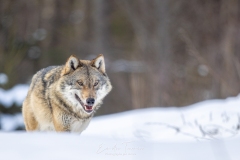 Canis lupus