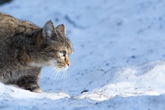 Chat forestier
