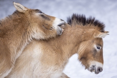 Conflit
