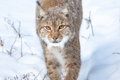 Dans la neige