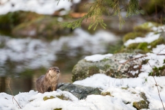 Loutre