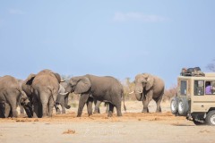 Eléphants à un point d'eau - Savuti