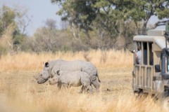 Proximité avec des rhincéros blanc - Moremi