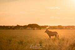 Oryx du soir