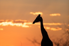 Girafe