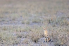 Chat solitaire
