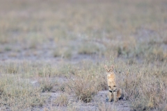 Chat solitaire