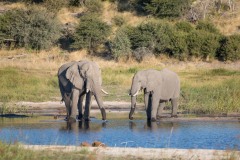 Eléphant de savane d'Afrique / Loxodonta africana / African bush elephant