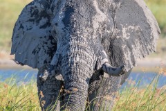 Eléphant de savane d'Afrique / Loxodonta africana / African bush elephant