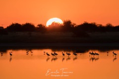 Le coucher des spatules