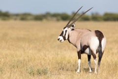 Oryx