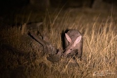 Botswana, la rivière Khwaï