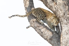 Botswana, la rivière Khwaï