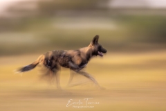 Botswana, la rivière Khwaï
