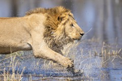 Botswana le meilleur de l'Okavango