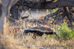 Ratel de jour