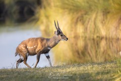 Emilie-Tournier-Photographe-animaliere-Brunoy-stage-photo-France