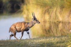 Duo de girafes