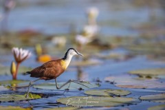 Jacana aux doigts d'argent